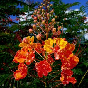 Peacock Flower Seeds